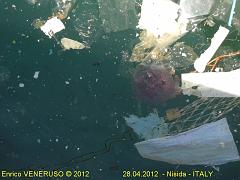 4 - Il mare ferito - The wounded sea